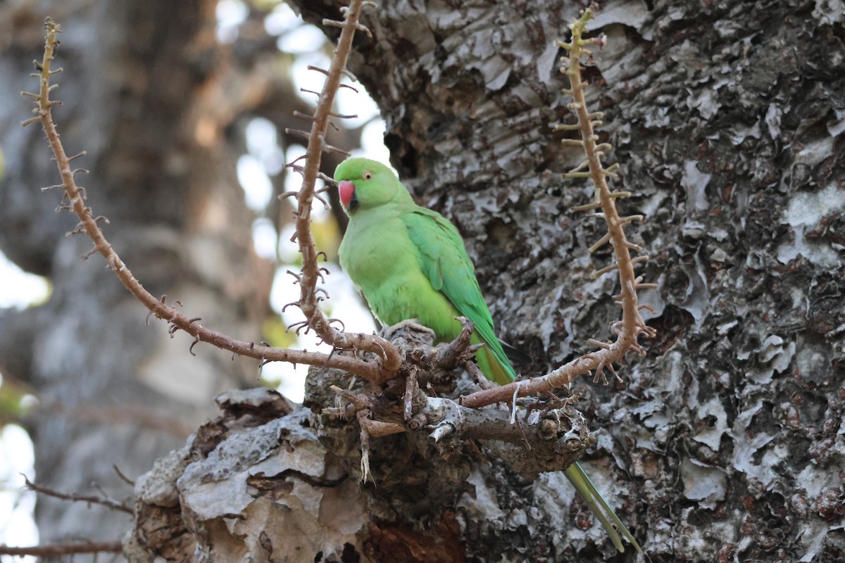 Rose-ringed Parakeet - Ayan Kanti Chakraborty