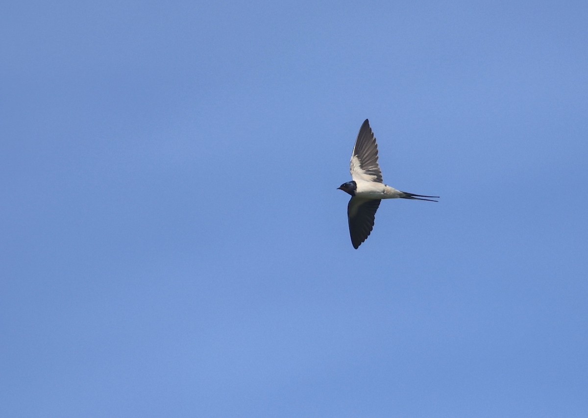 Barn Swallow - Will Scott