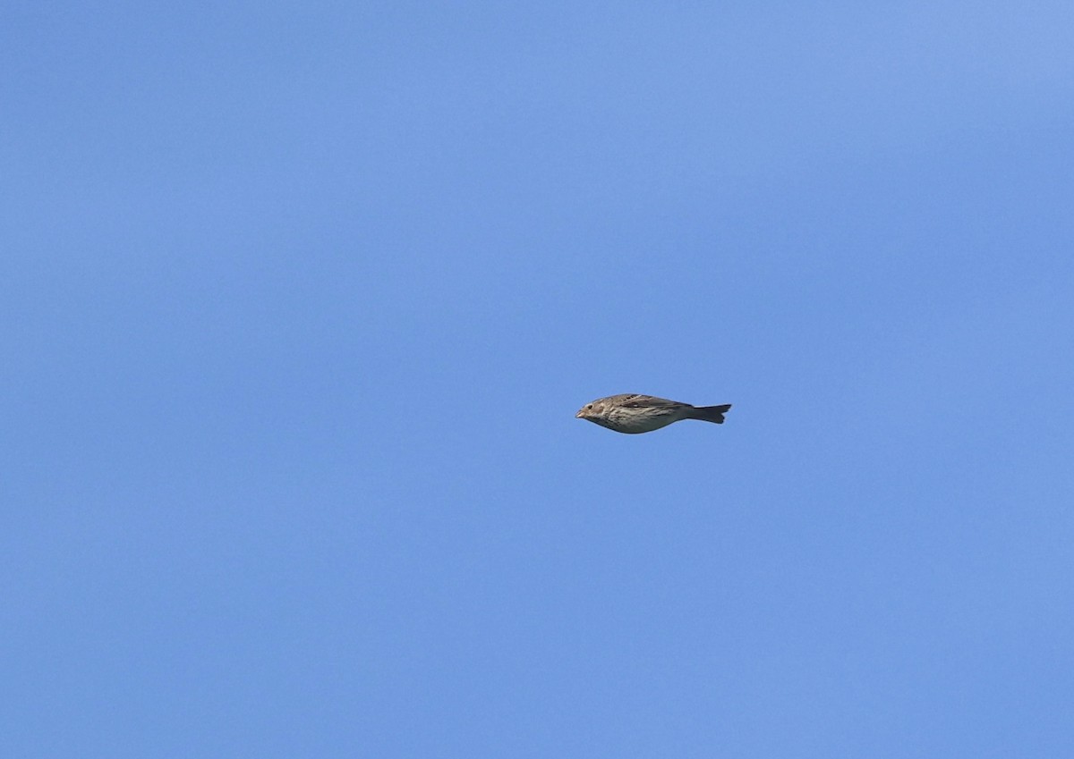 Corn Bunting - Will Scott