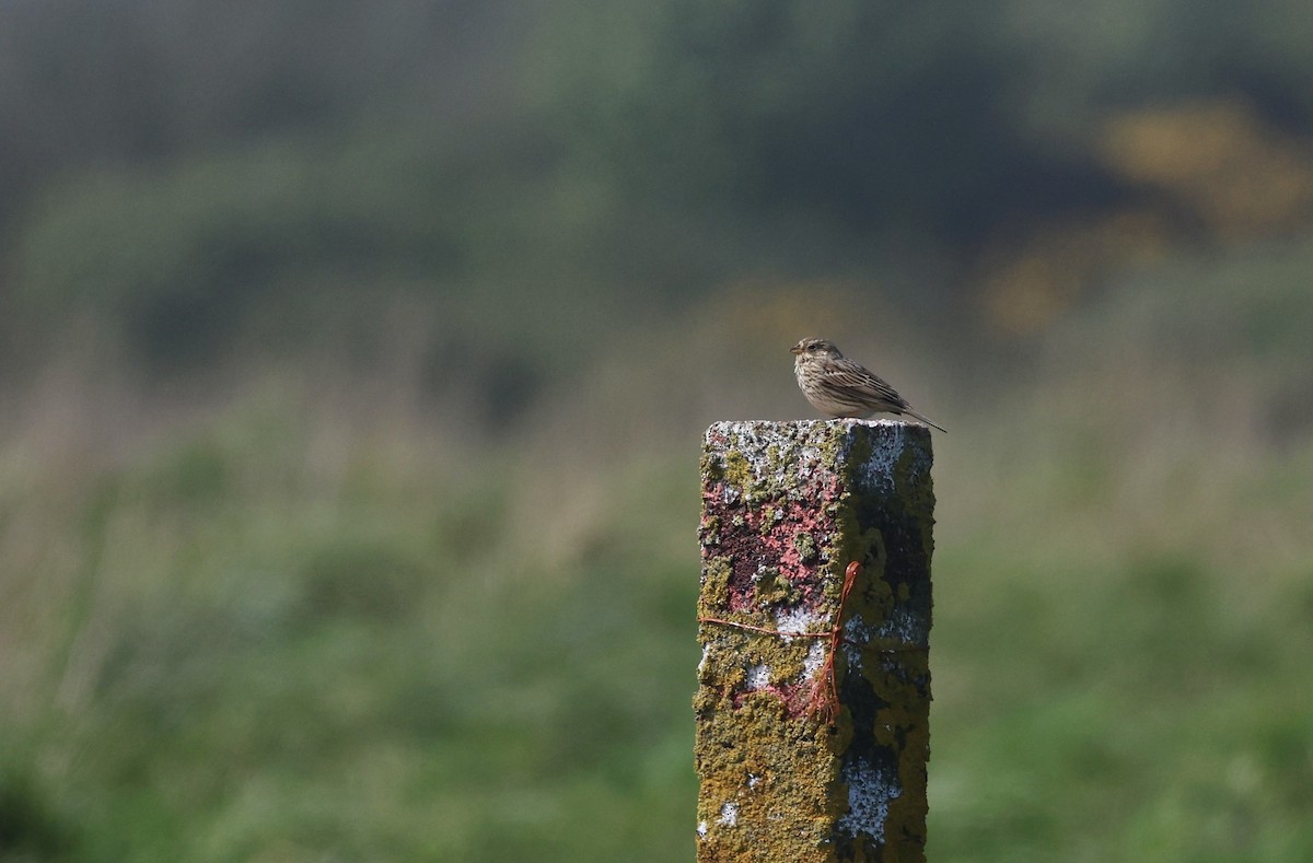 Corn Bunting - Will Scott