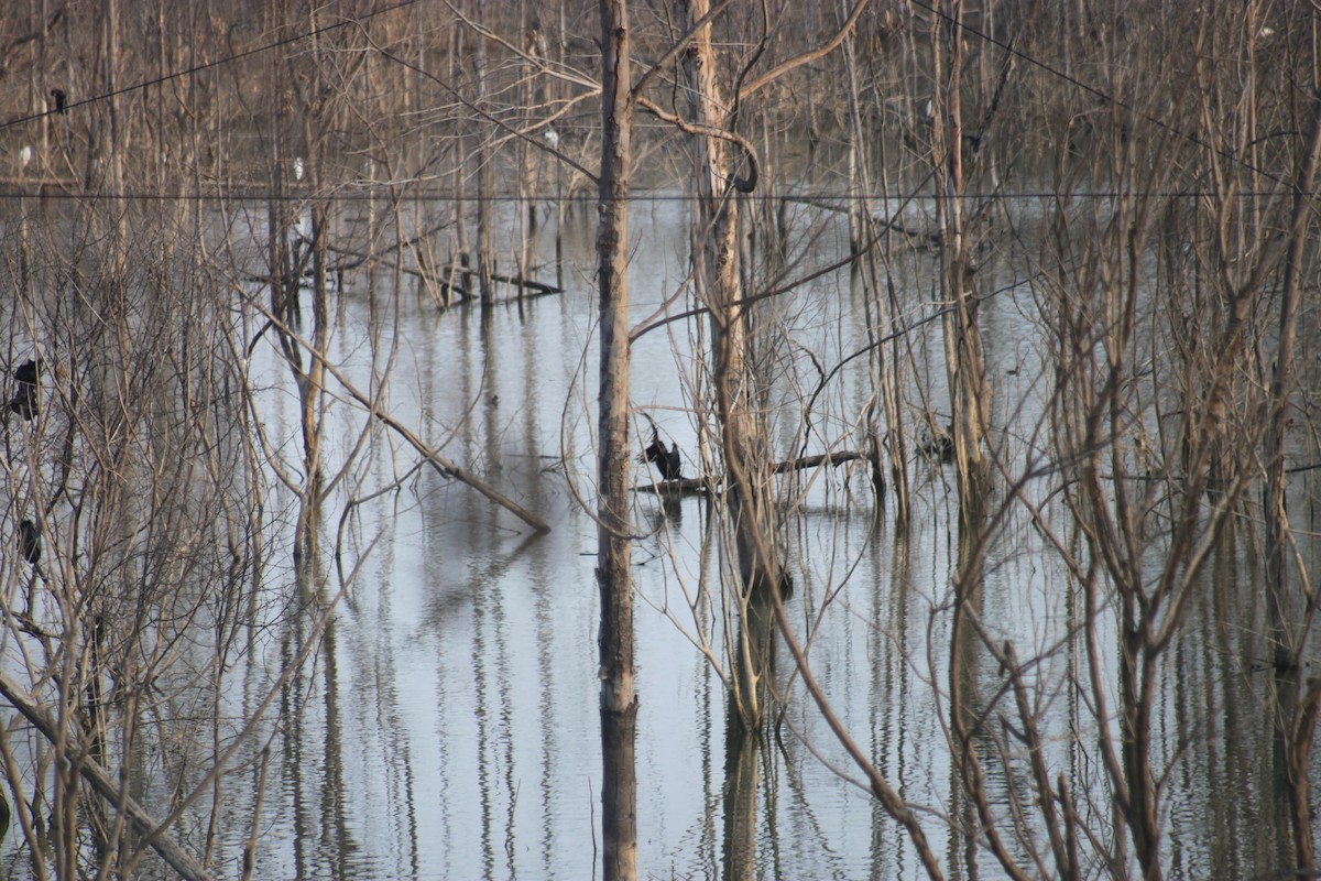 Great Cormorant - Sanu Philip