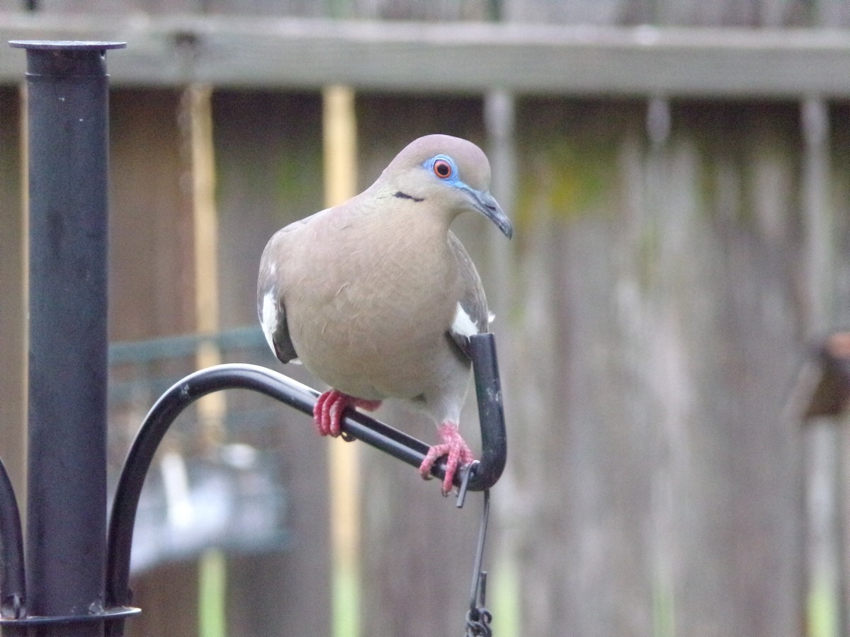 White-winged Dove - Texas Bird Family