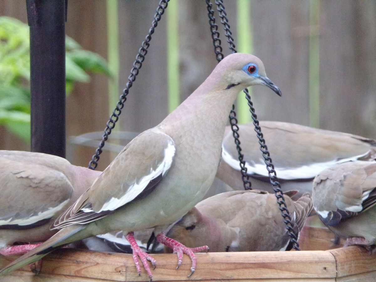 White-winged Dove - Texas Bird Family