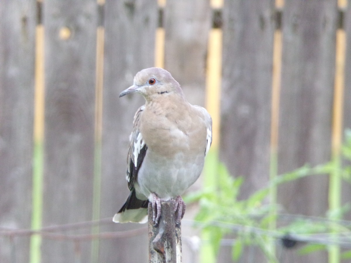 White-winged Dove - Texas Bird Family