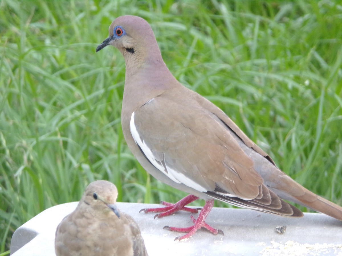 White-winged Dove - Texas Bird Family