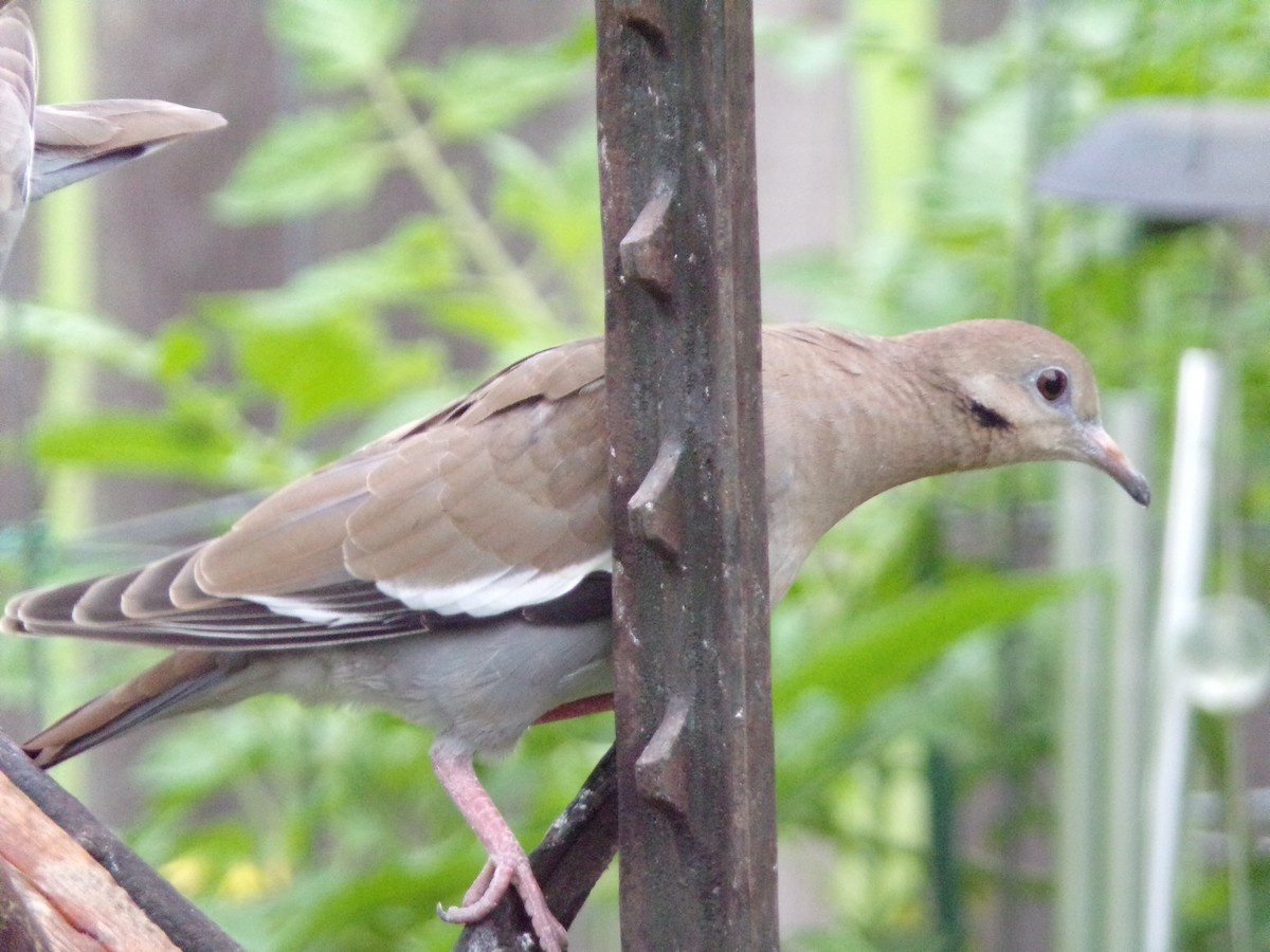 White-winged Dove - Texas Bird Family