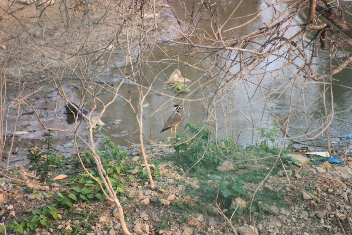 Red-wattled Lapwing - Sanu Philip