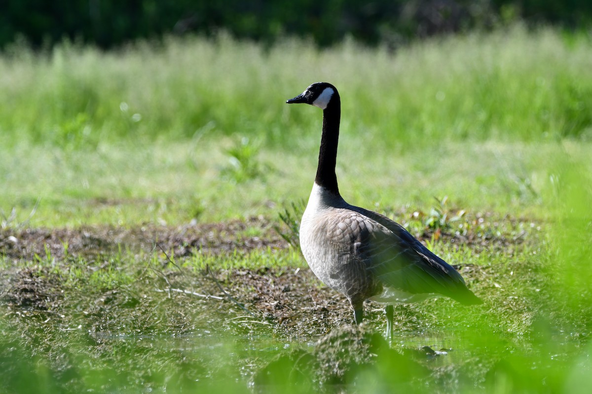 Canada Goose - ML618817605