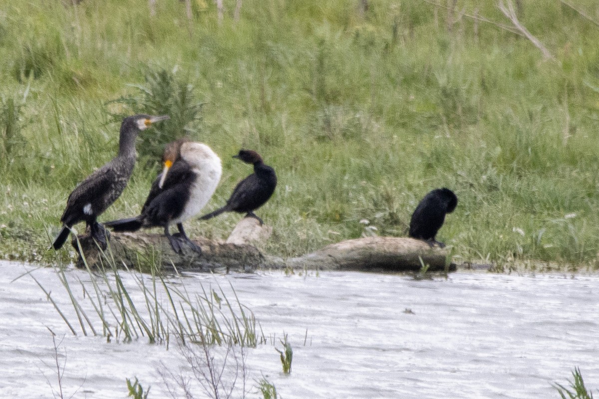 Great Cormorant - YILMAZ TANIYICI