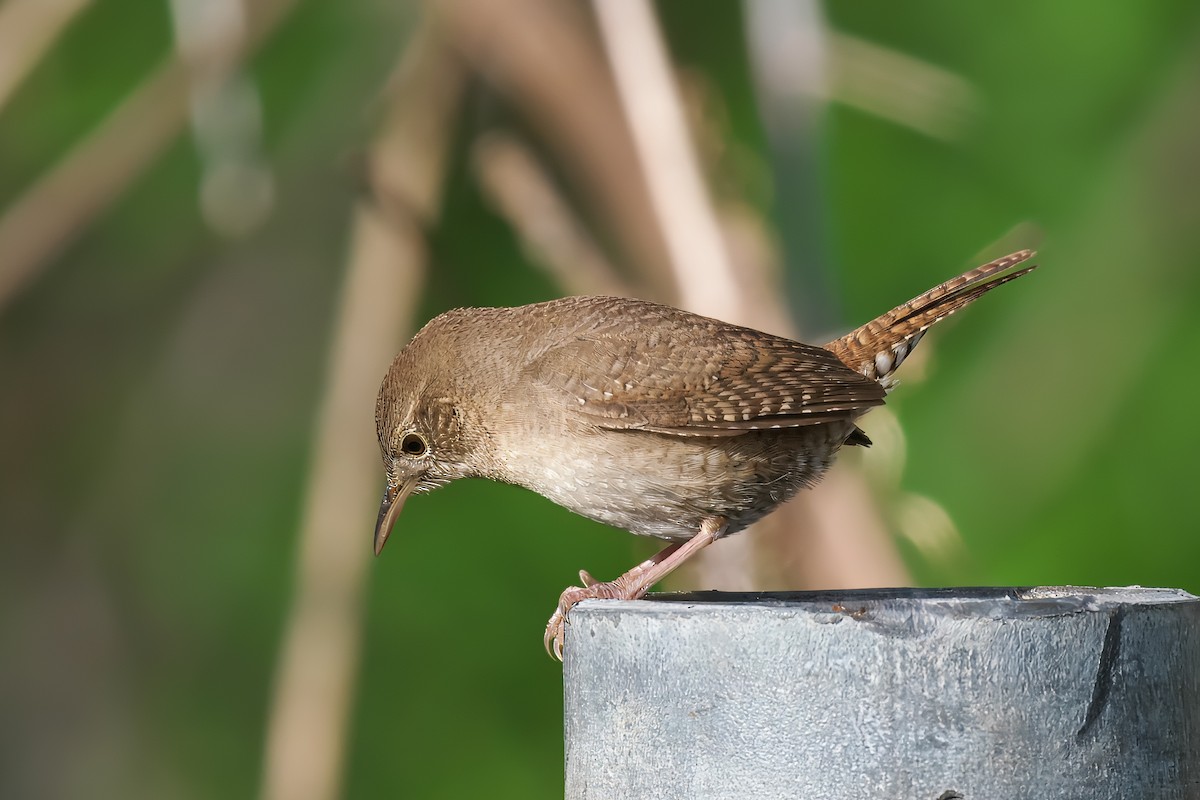 House Wren - Gavin Edmondstone