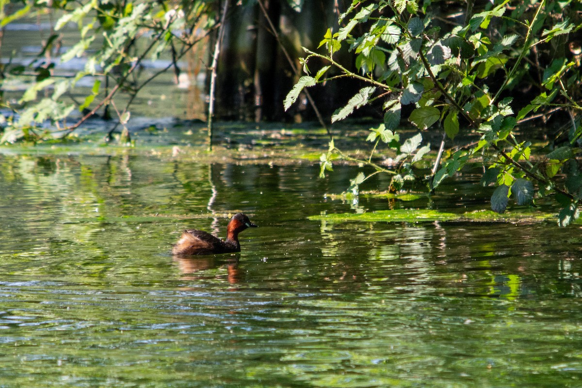 Little Grebe - ML618817633