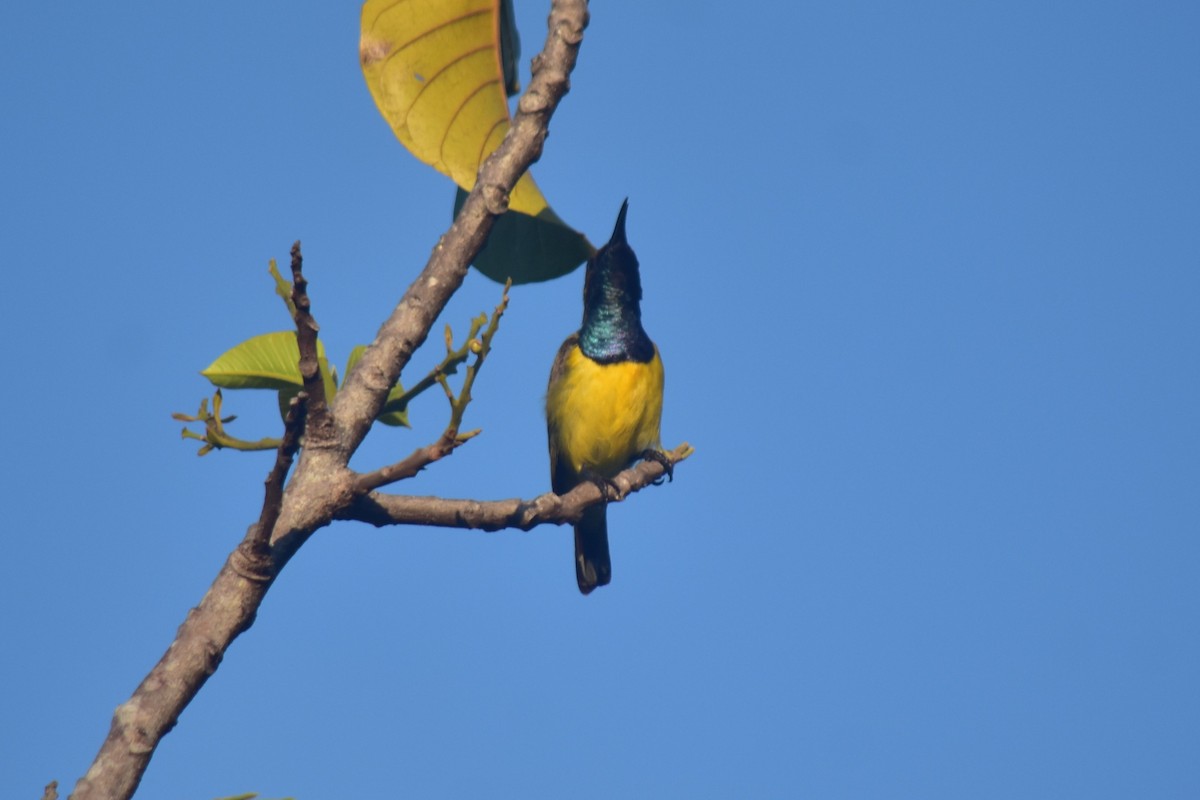 Garden Sunbird - Datulabi Jr. Untong