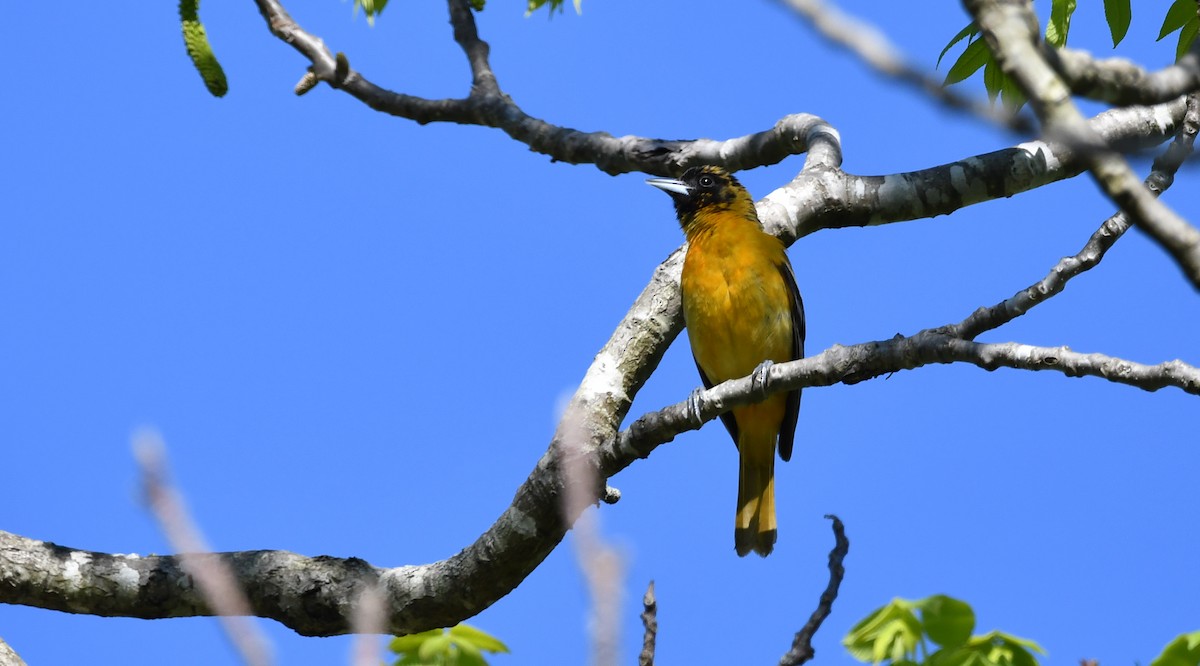 Orchard Oriole - Silas Powell