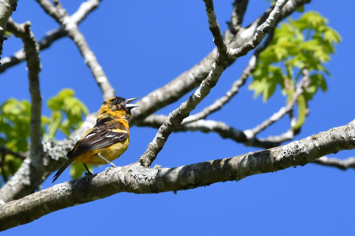 Orchard Oriole - Silas Powell