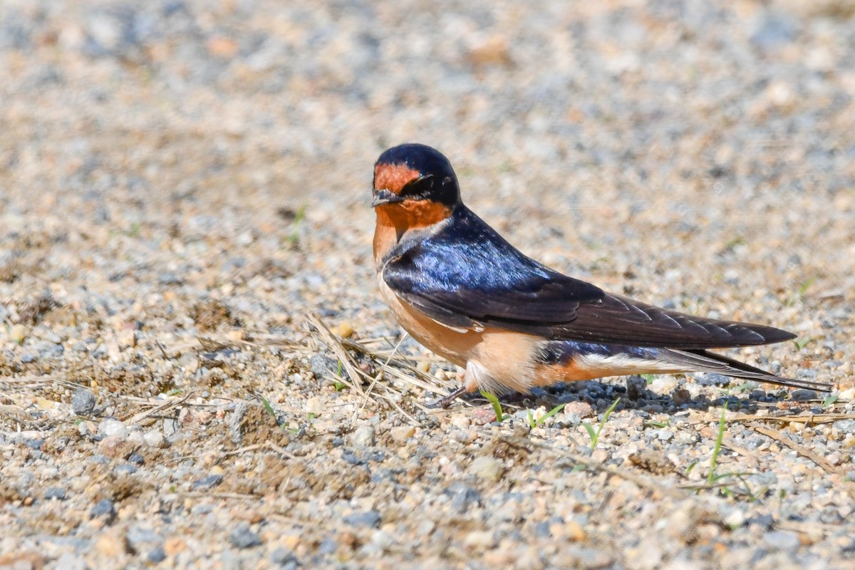 Barn Swallow - Silas Powell