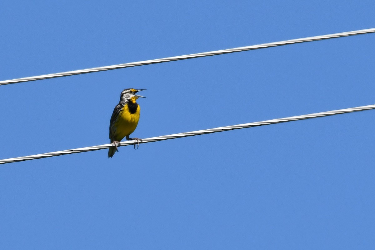 Eastern Meadowlark - ML618817661