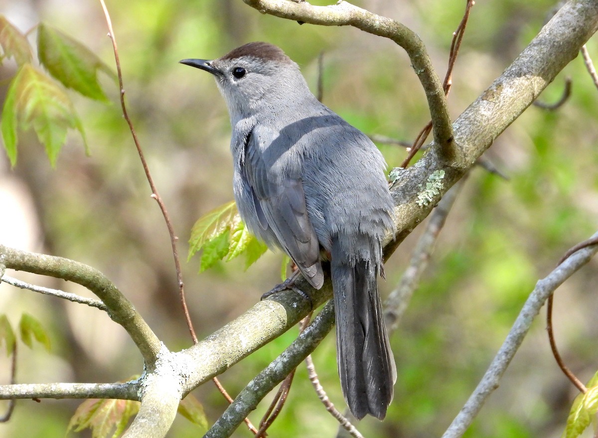 Gray Catbird - ML618817662