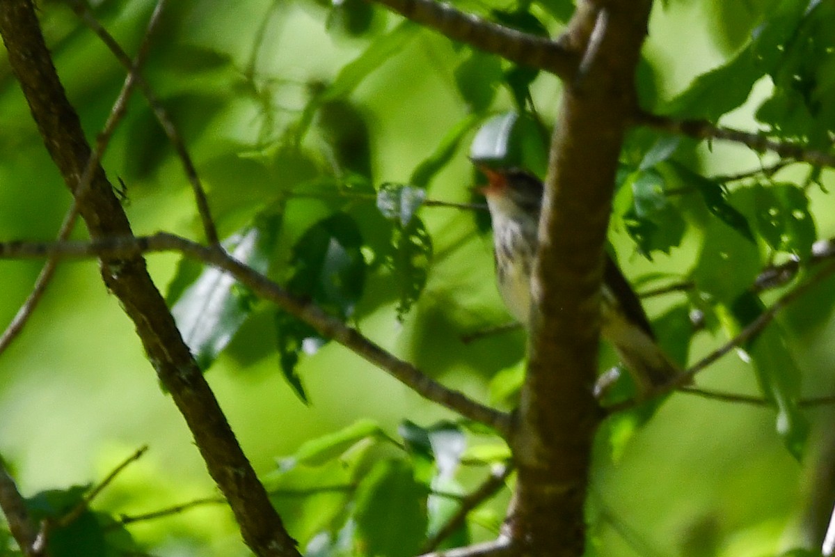 Louisiana Waterthrush - Silas Powell