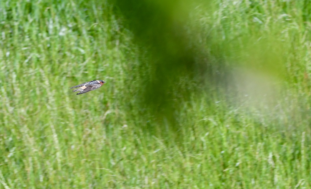 Cliff Swallow - ML618817719