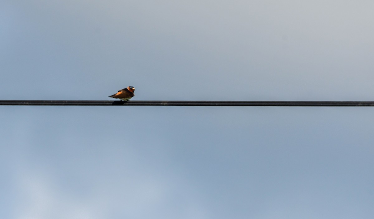 Cliff Swallow - ML618817720