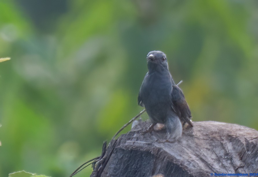 Gray-bellied Cuckoo - ML618817723