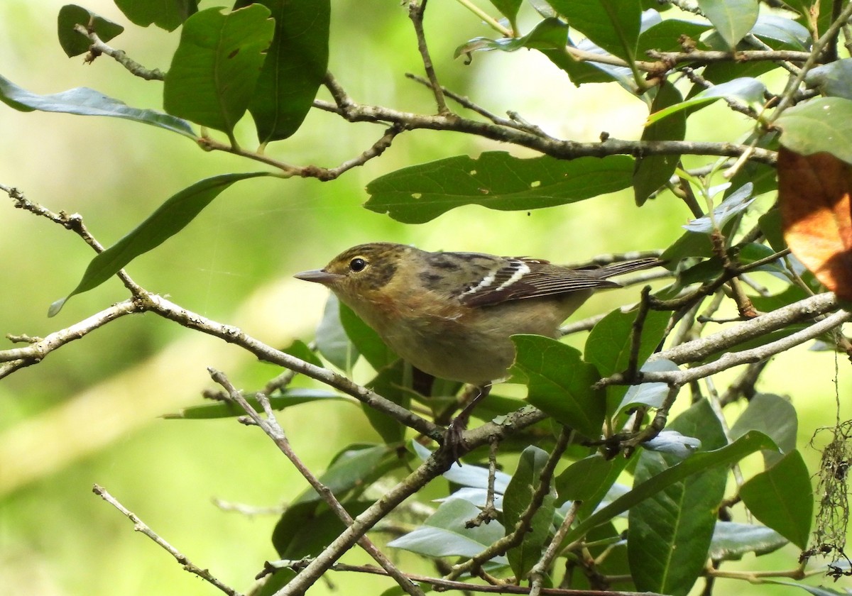 Bay-breasted Warbler - ML618817731
