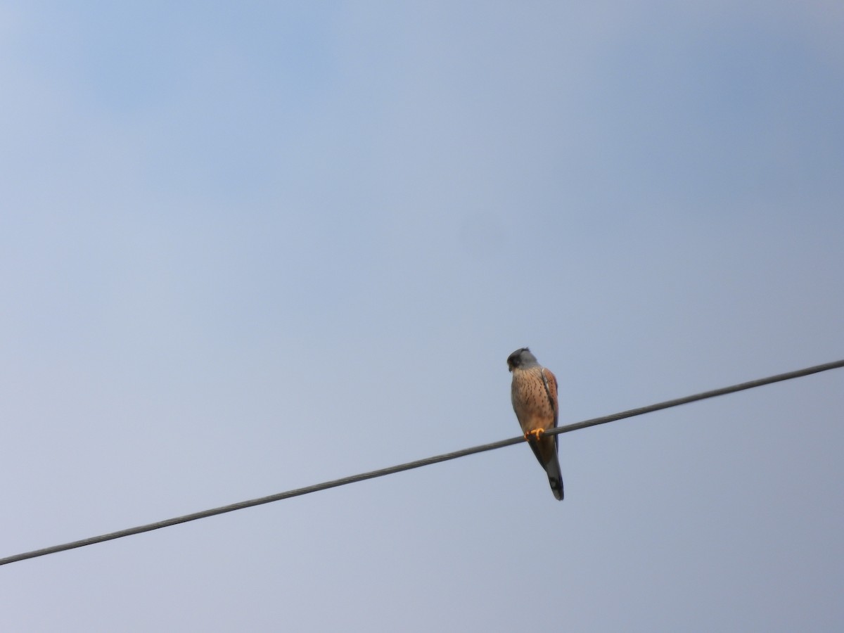 Eurasian Kestrel - Simon Bowie