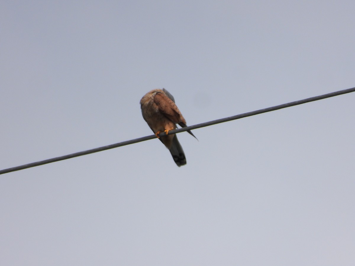 Eurasian Kestrel - Simon Bowie