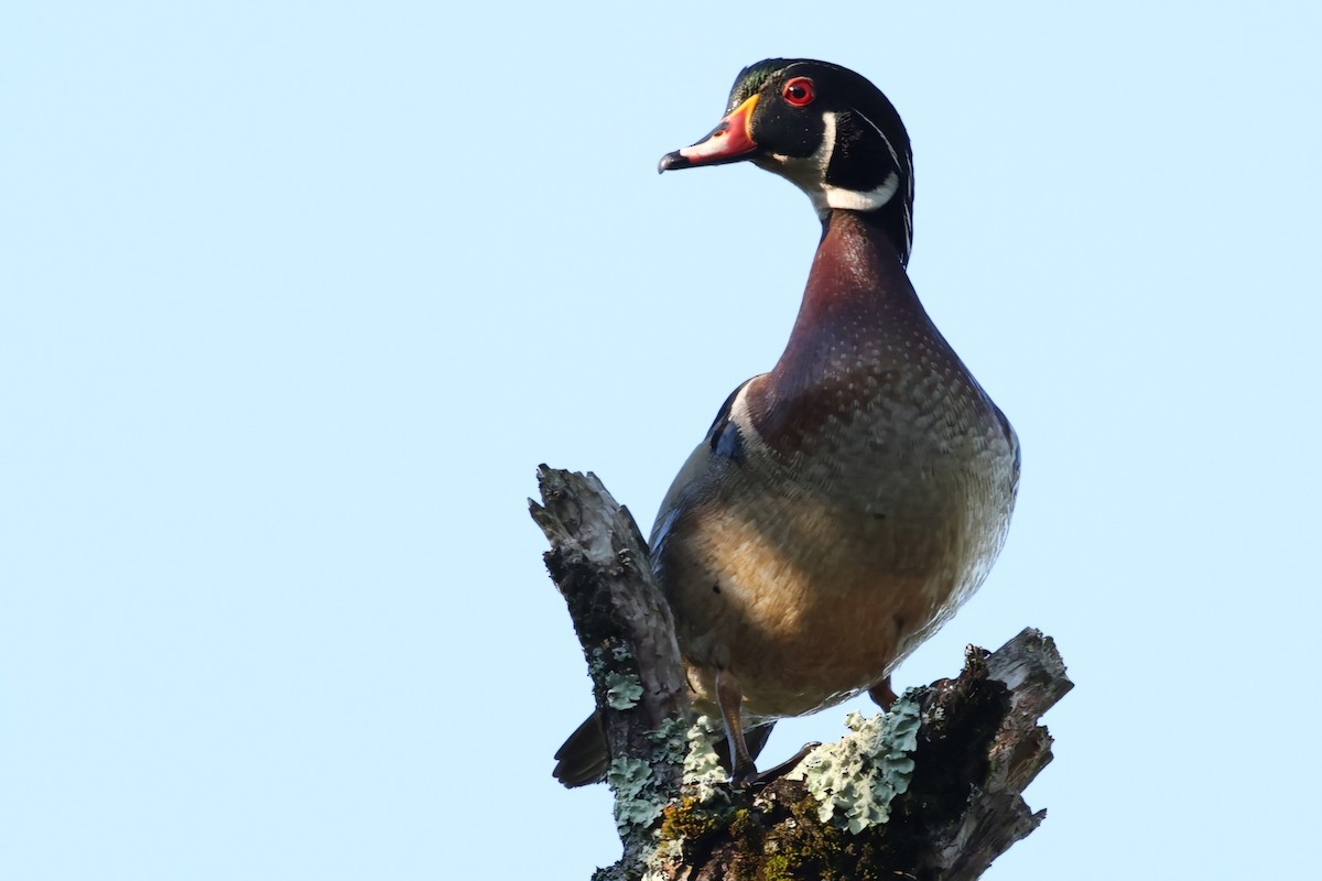 Wood Duck - David Funke