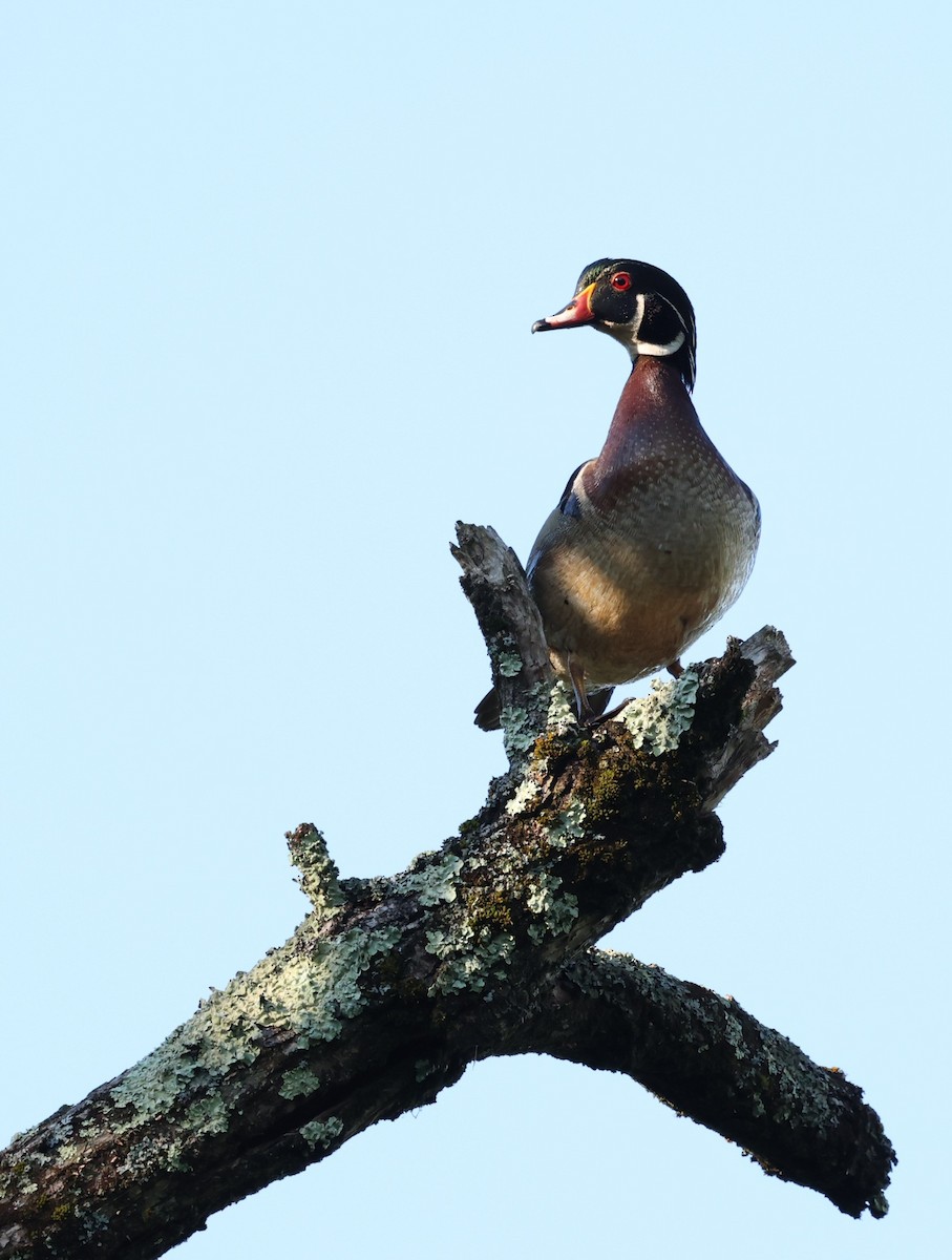 Wood Duck - David Funke