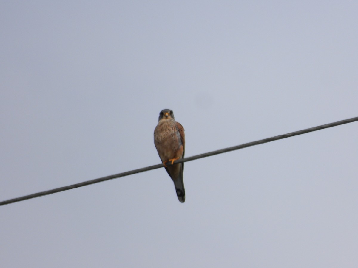 Eurasian Kestrel - Simon Bowie