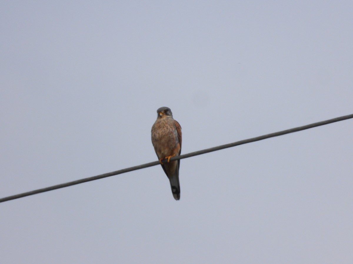 Eurasian Kestrel - Simon Bowie