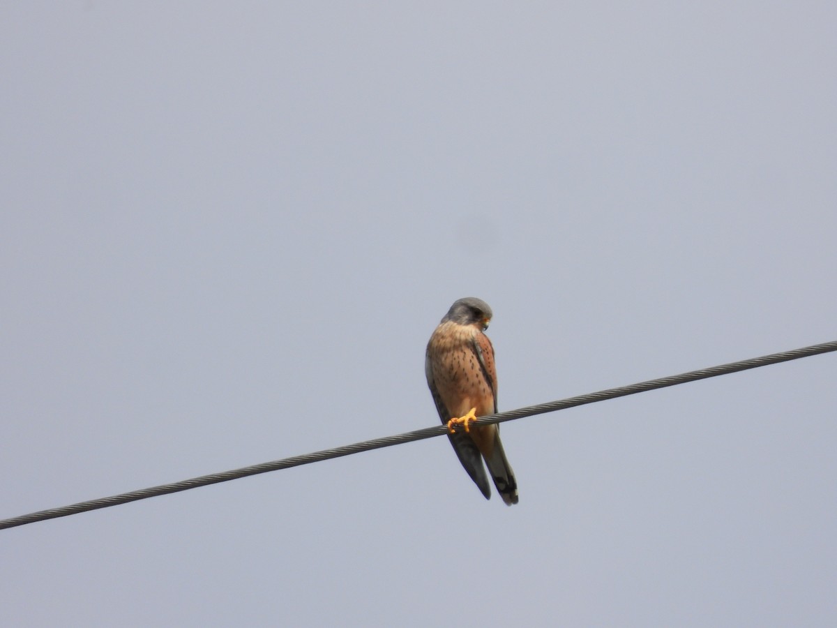 Eurasian Kestrel - Simon Bowie