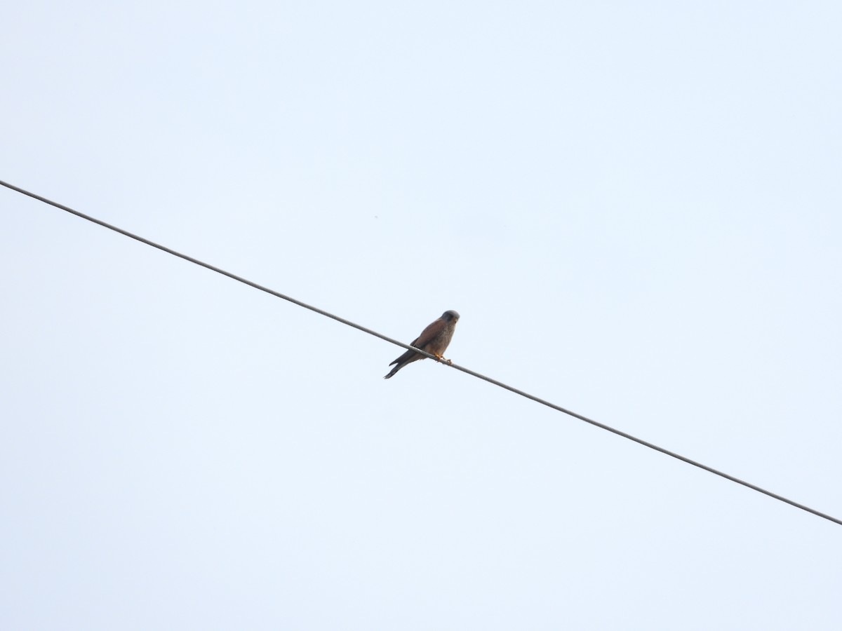 Eurasian Kestrel - Simon Bowie