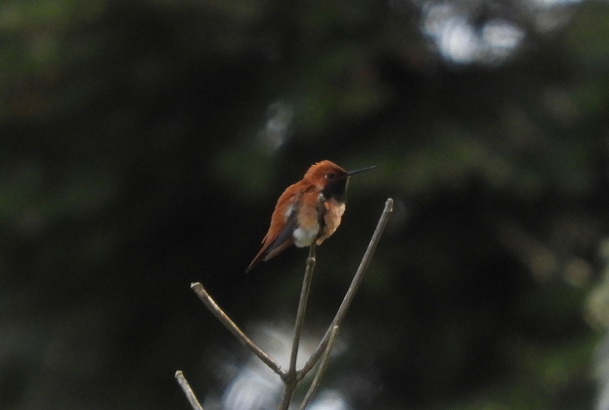 Rufous Hummingbird - ML618817752