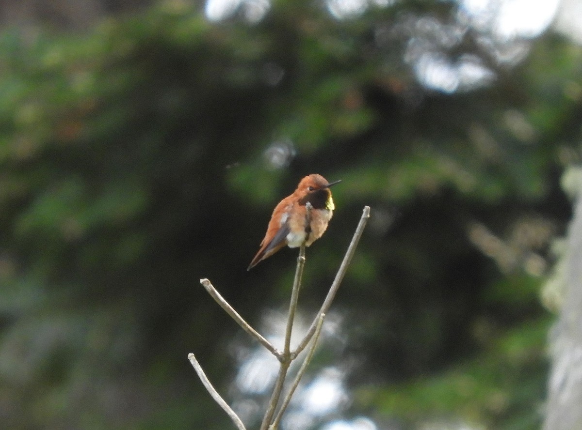 Rufous Hummingbird - ML618817754