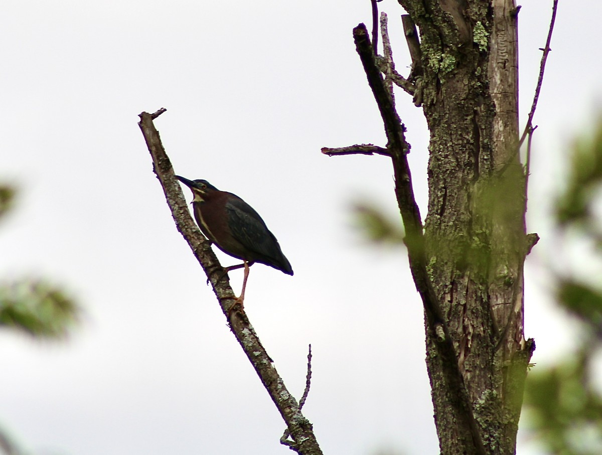 Green Heron - India Digiacomo