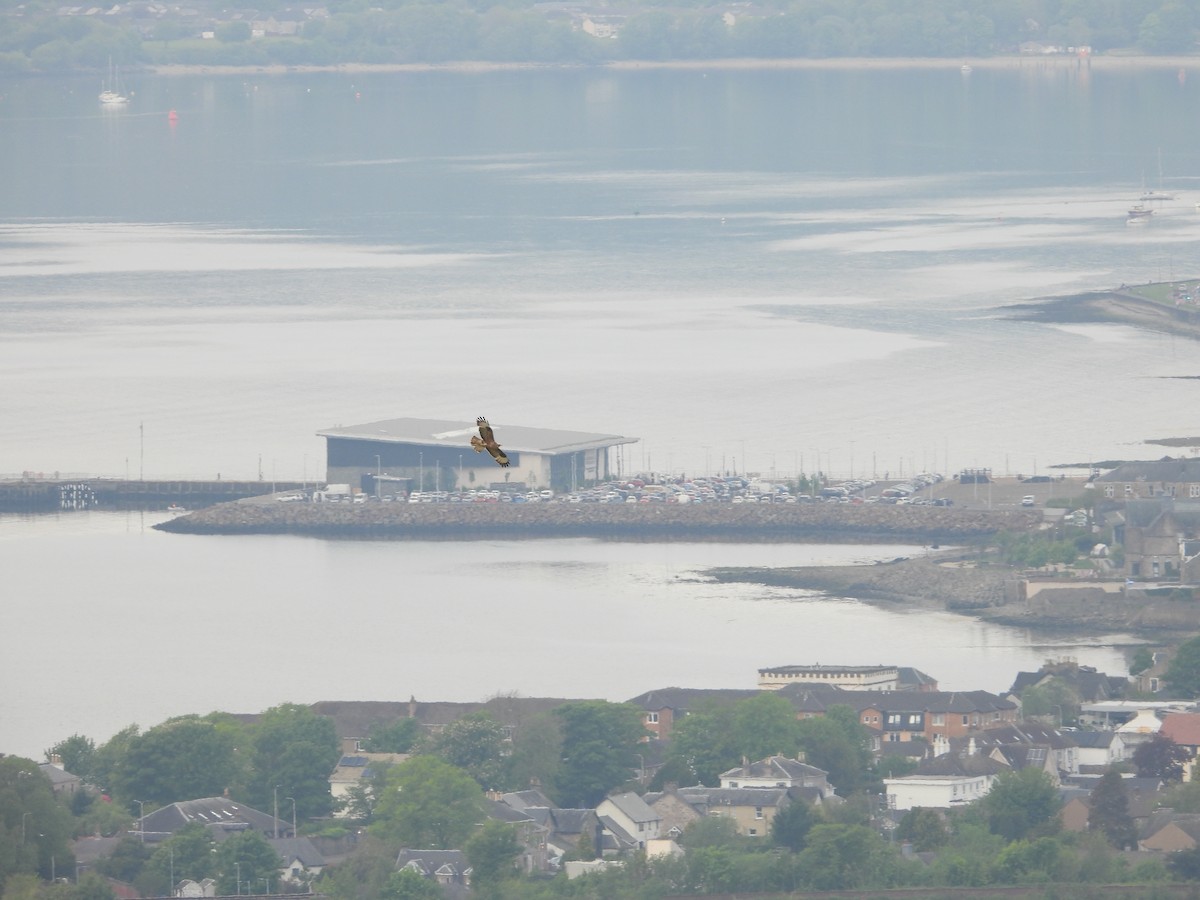 Common Buzzard - ML618817759