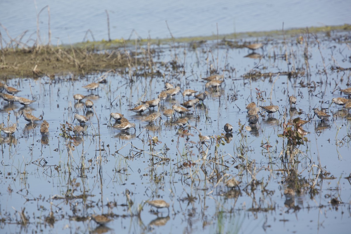 Dunlin - Paul Miller