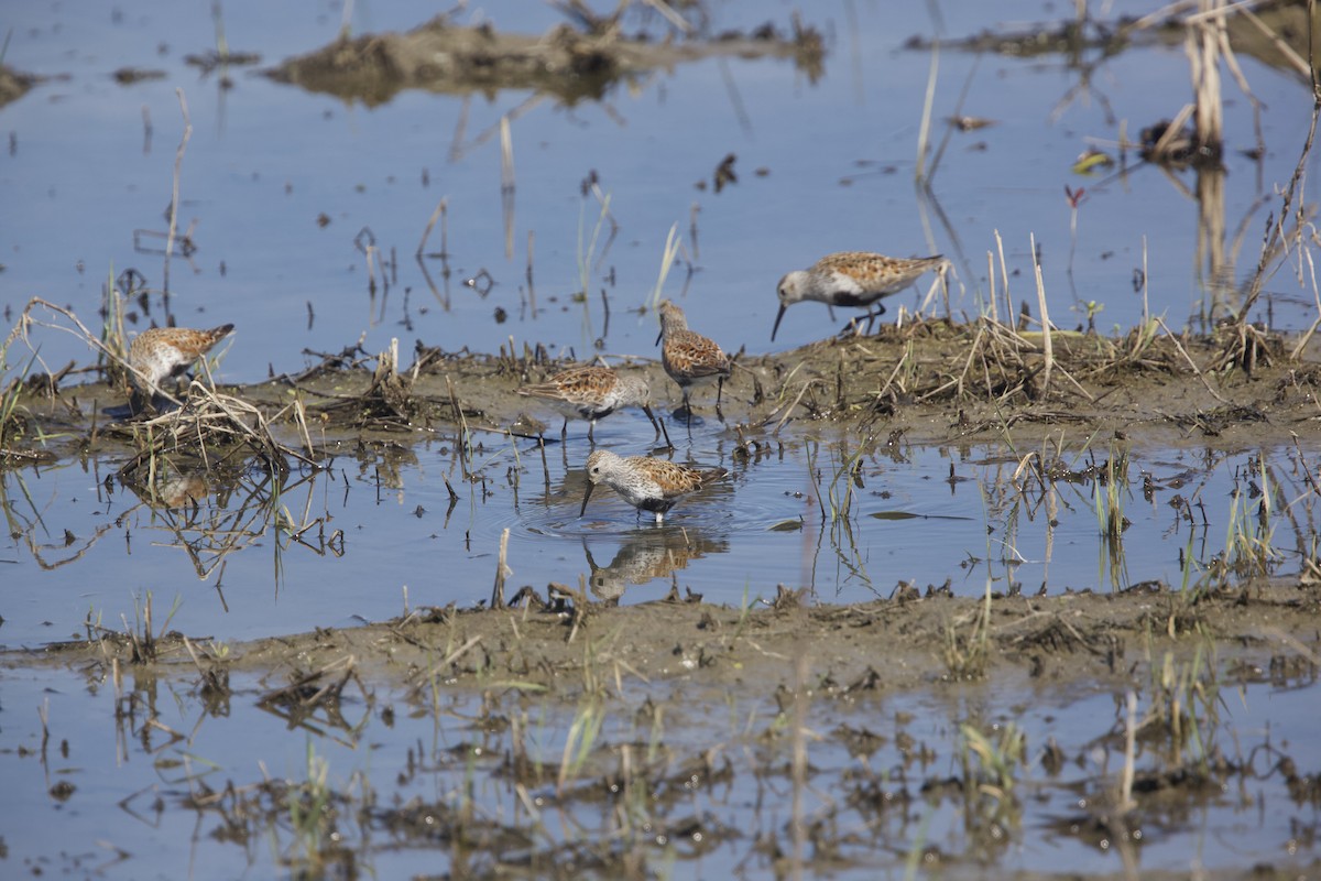 Dunlin - Paul Miller