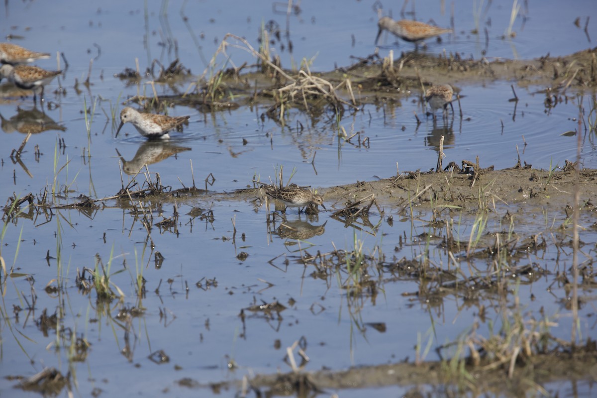 Dunlin - Paul Miller