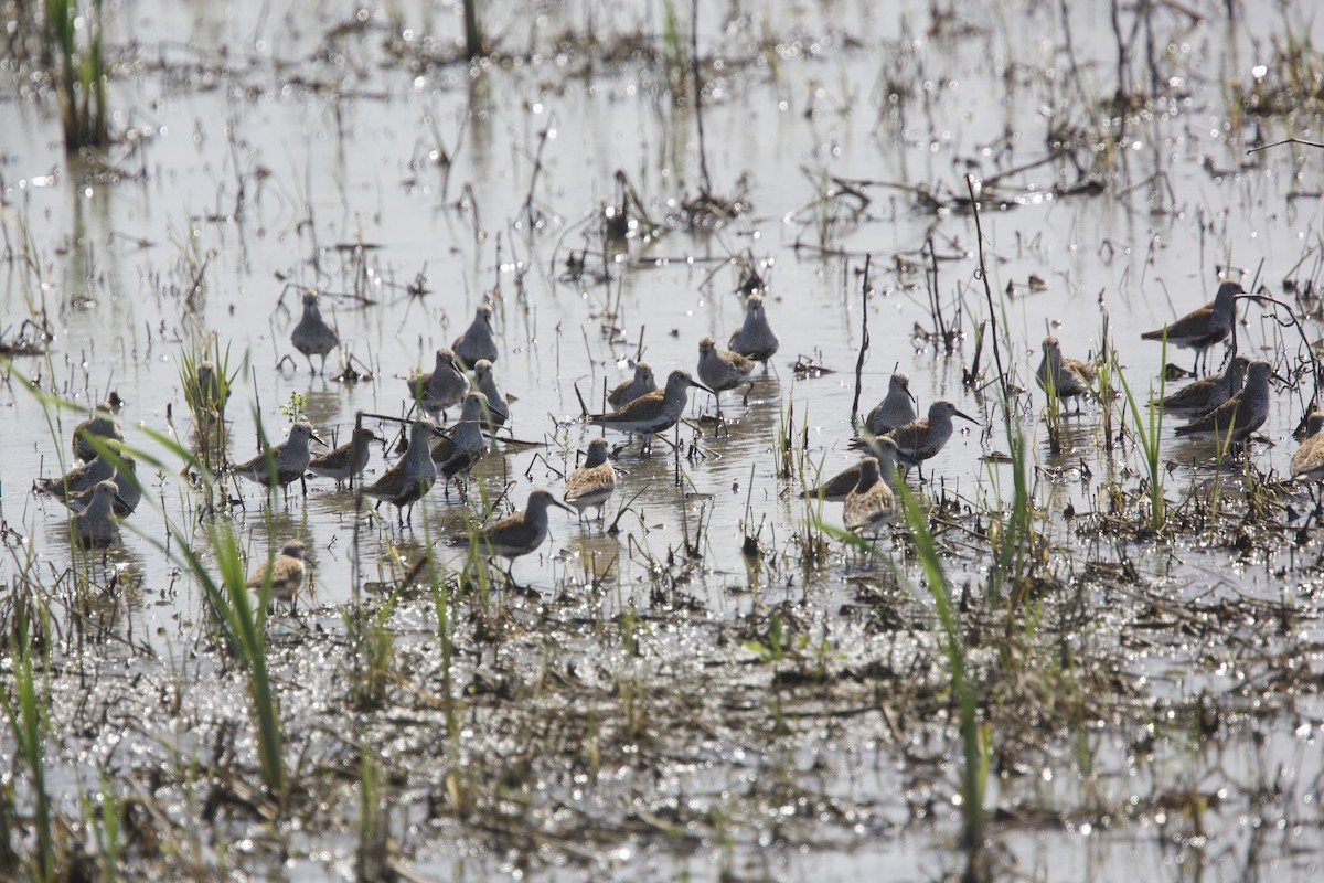 Dunlin - Paul Miller