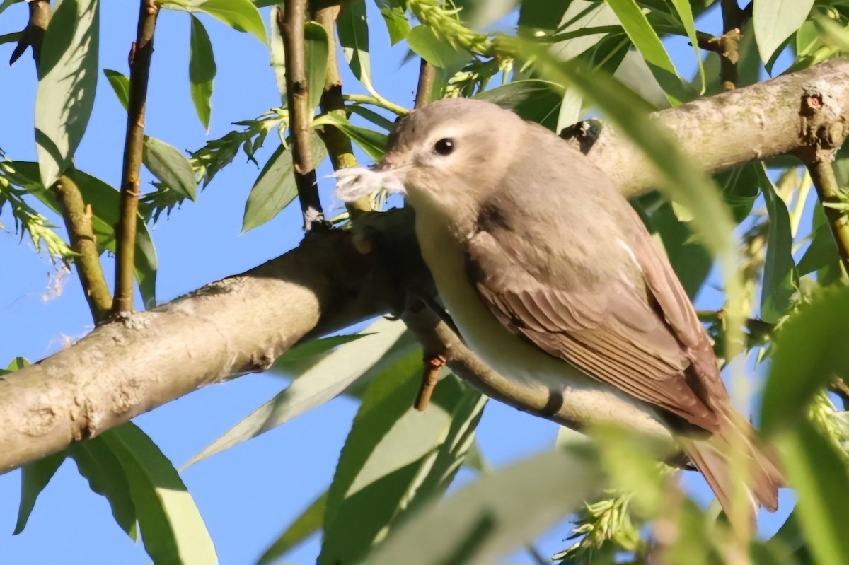 Warbling Vireo - David Funke