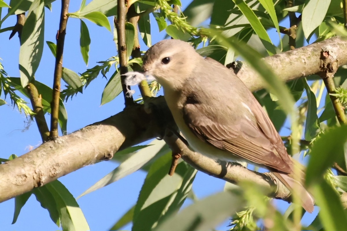 Warbling Vireo - David Funke