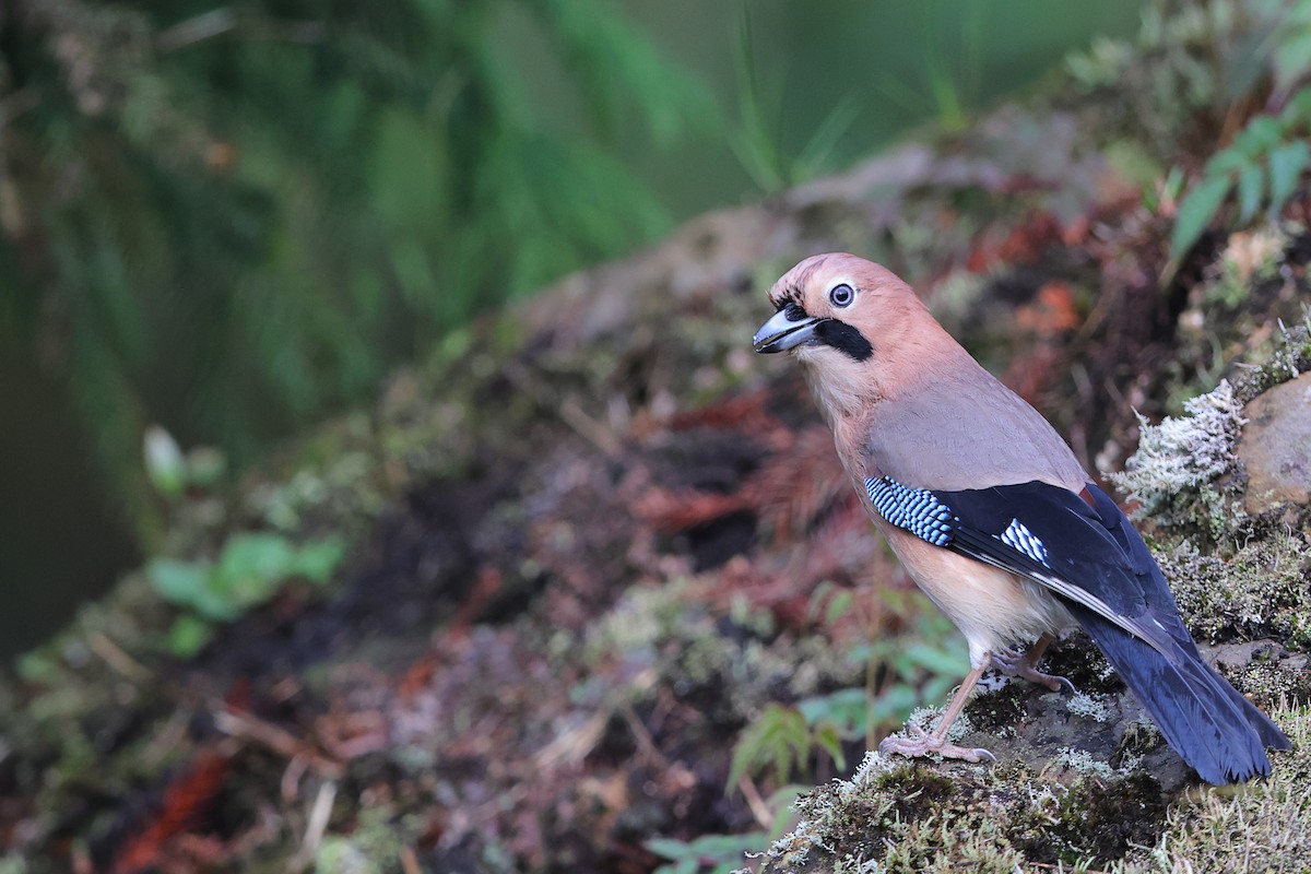 Eurasian Jay - ML618817782