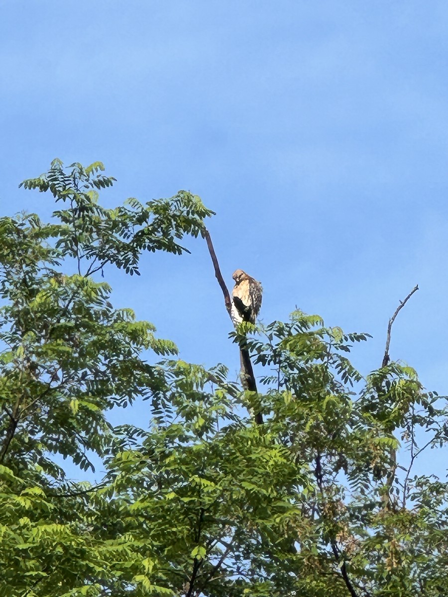 Red-shouldered Hawk - Sarah Duford