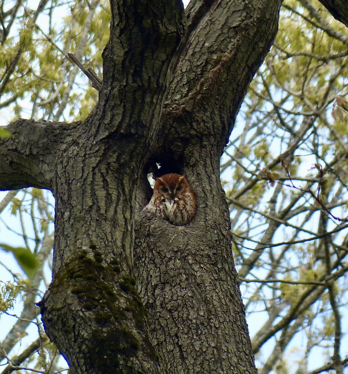 Eastern Screech-Owl - Robert Mayer