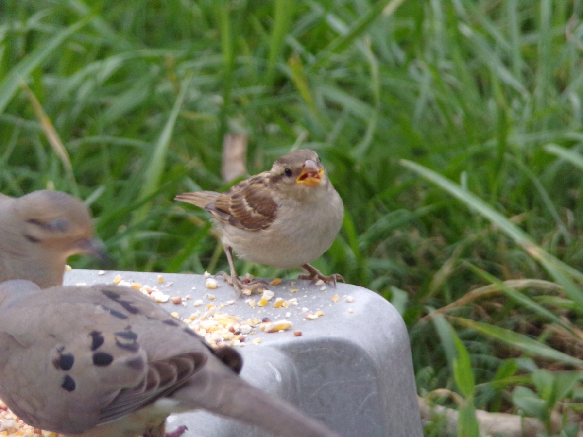 House Sparrow - Texas Bird Family