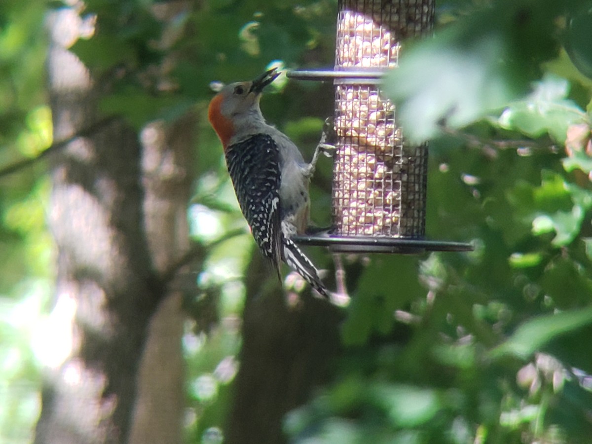 Red-bellied Woodpecker - Michelle Spacek