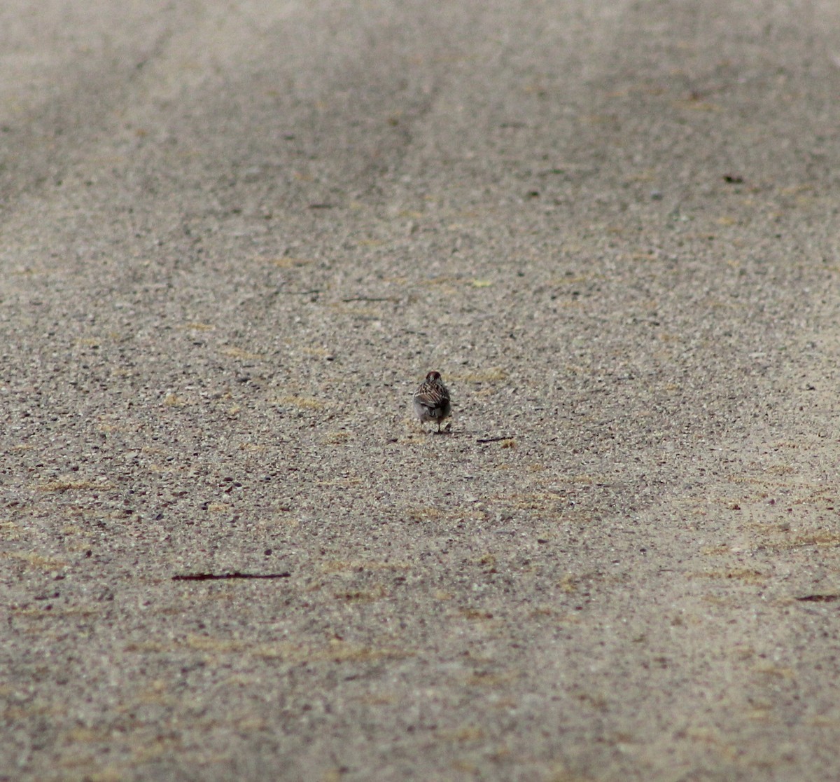 Chipping Sparrow - India Digiacomo